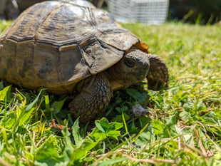 RSPCA appeal after stray tortoise found in Neyland