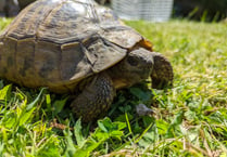 RSPCA appeal after stray tortoise found in Neyland