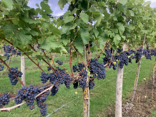 Rondo grapes