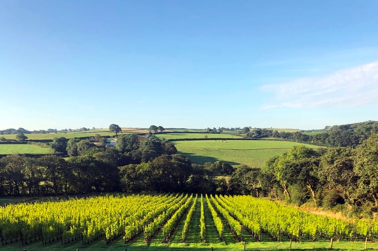 The family-run Velfrey Vineyard, near Narberth