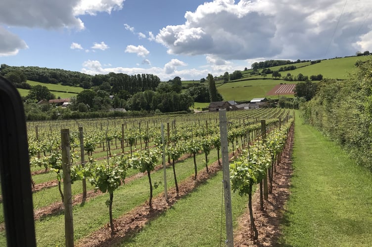 White Castle vineyard
