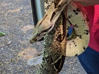 Heatwave triggers escaping snake alert from RSPCA
