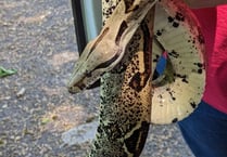 Heatwave triggers escaping snake alert from RSPCA
