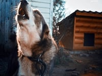 ‘It’s mentally draining.’ Advice for barking dogs’ owners & neighbours