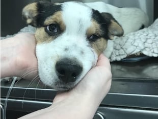 Calls to give RSPCA more powers to protect animal welfare in Wales