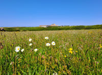 Enjoy Open Meadows Week at National Trust Cymru farm in Pembrokeshire