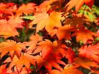 Cosheston WI ladies introduced to Colby’s Fullmoon Maple