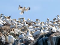 Nature and Marine Energy in Focus
