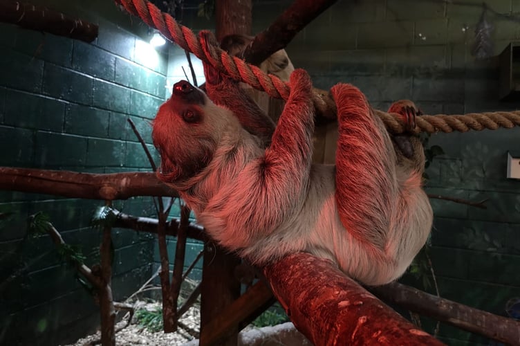 Button the Sloth at Folly Farm, Pembrokeshire