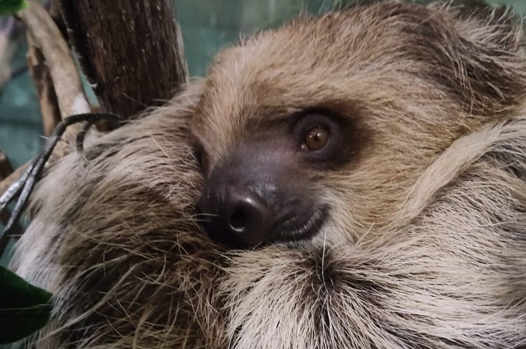 Button the Sloth at Folly Farm, Pembrokeshire