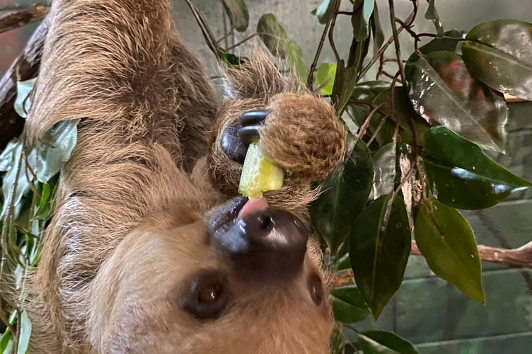 Button the Sloth at Folly Farm, Pembrokeshire
