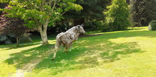 Sculpture trail breathes new life into sleepy Pembrokeshire attraction