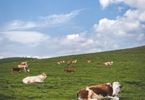 Update on Pembrokeshire Bovine TB Project - tender process completed