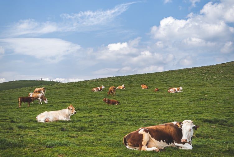 Cattle on grassy hill