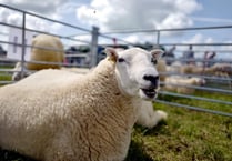 Clunderwen and District YFC Show 2023