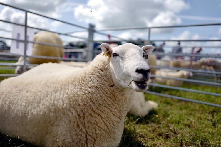 Clynderwen Show