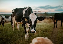 The search begins for Dairy Stockperson of the Year