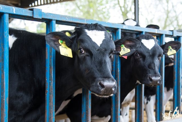 Politician's bovine TB comments condemned by farming union