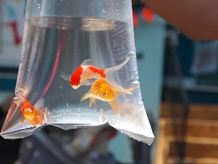 Banned! Two more councils in Wales ban pets as prizes on their land
