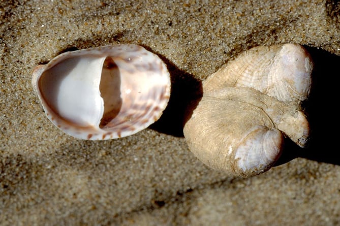 common slipper shell (Crepidula fornicata)