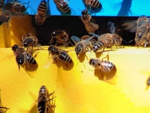 Manorbier gardeners learn about Pembrokeshire’s bees, plan May meeting
