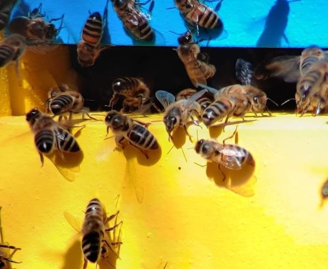 Manorbier gardeners learn about Pembrokeshire’s bees, plan May meeting