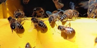 Manorbier gardeners learn about Pembrokeshire’s bees, plan May meeting