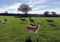 Carew WI ladies spot plenty of deer on visit to Tenby attraction