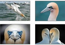 The Private Life of a Gannet - Wildlife Trust talk in Pembroke