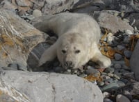 Blue Lagoon at Abereiddi closes early to protect breeding Grey seals