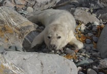 Blue Lagoon at Abereiddi closes early to protect breeding Grey seals