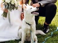 Wedding tips - How to include your dog in your special day