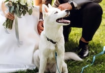 Wedding tips - How to include your dog in your special day