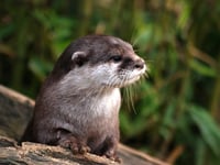 Wales leads way on snares and glue traps total ban