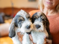 Welsh puppy buyers fooled into buying unhealthy pets by cute pictures