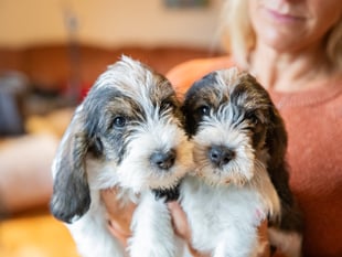 Welsh puppy buyers fooled into buying unhealthy pets by cute pictures