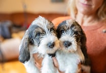 Welsh puppy buyers fooled into buying unhealthy pets by cute pictures