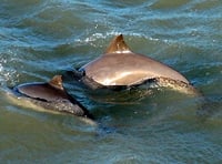 Identifying Harbour Porpoises with Sea Trust Wales at Pembroke talk