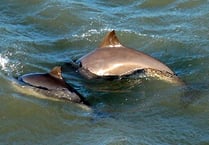 Identifying Harbour Porpoises with Sea Trust Wales at Pembroke talk