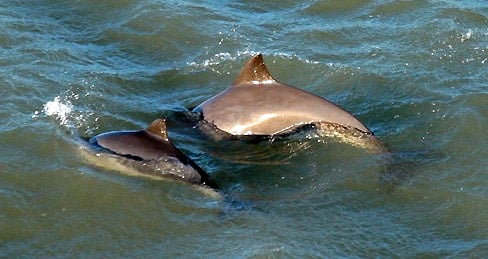 Identifying Harbour Porpoises with Sea Trust Wales at Pembroke talk
