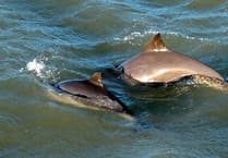 Identifying Harbour Porpoises with Sea Trust Wales at Pembroke talk