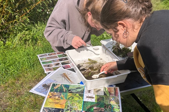 Ysgol Harri Tudur students identifying pond life