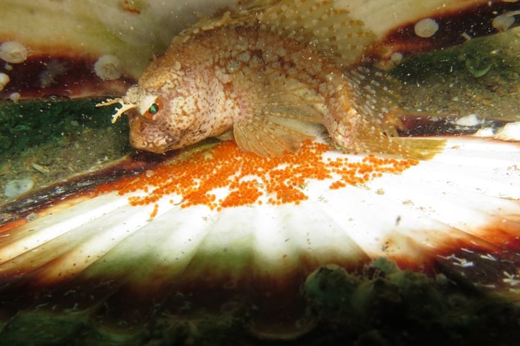Butterfly blenny and eggs in old scallop shell