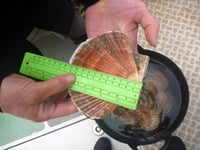 Skomer King scallops thriving after ban on catching
