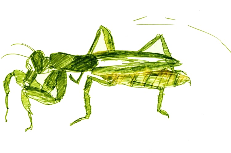 Insect