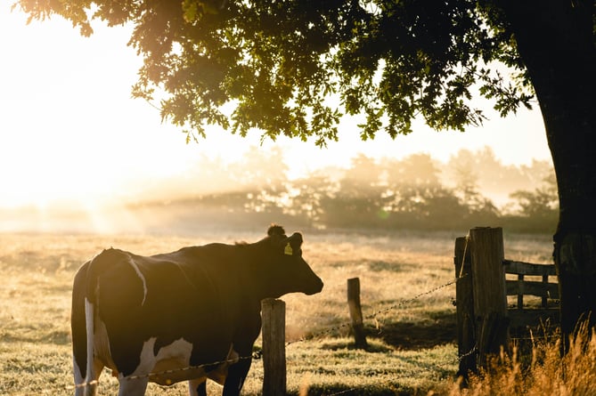 Cow in field, dairy farm, rural scene