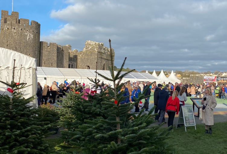 Christmas trees for sale at Pembroke Castle Christmas Market