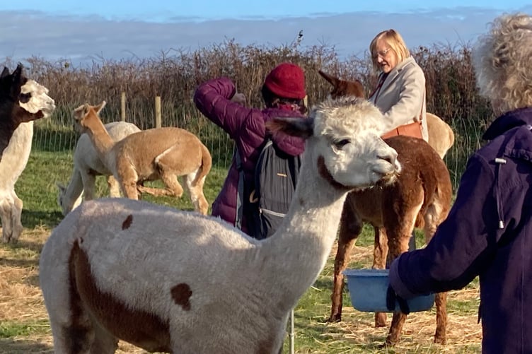 Tenby Arts Club members meeting alpacas at Ash Farm, Stepaside