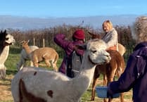 Tenby and District Arts Club meets alpacas