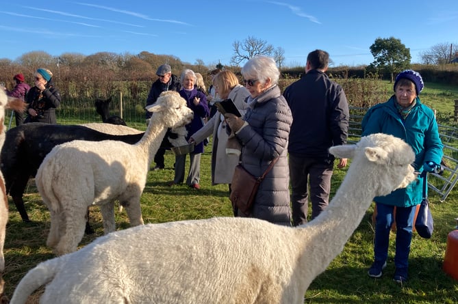 Tenby Arts Club members meeting alpacas at Ash Farm, Stepaside